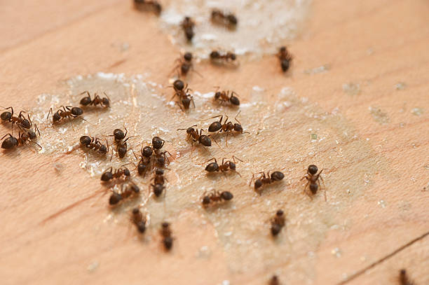 Best Affordable Pest Control Services  in Delray Beach, FL